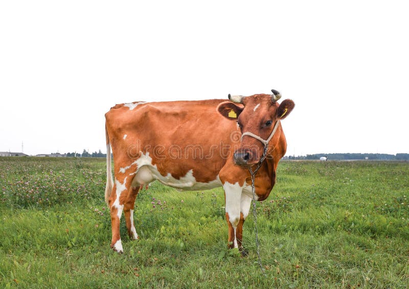 Portrait of young red and white spotted cow. Cow muzzle close up. Cow grazing on the farm