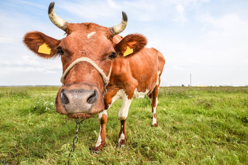 Portrait of young red and white spotted cow. Cow muzzle close up. Cow grazing on the farm