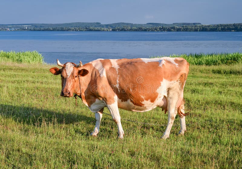 Portrait of young red and white spotted cow on a pasture by the river . Cow full length close up. Cow grazing on the farm meadow.