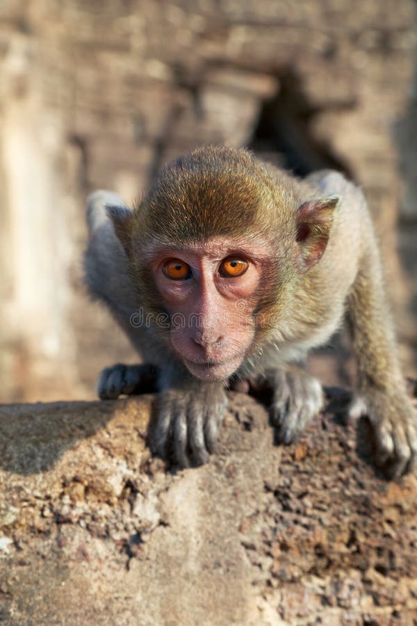 Portrait of young rhesus macaque royalty free stock photo