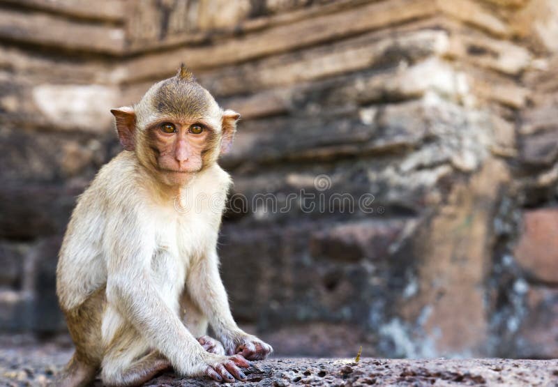 Portrait of young rhesus macaque monkey stock photos