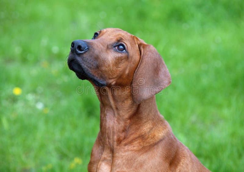 Portrait of a young Rhodesian Ridgeback royalty free stock photos Portrait of a young Rhodesian Ridgeback royalty free stock photos