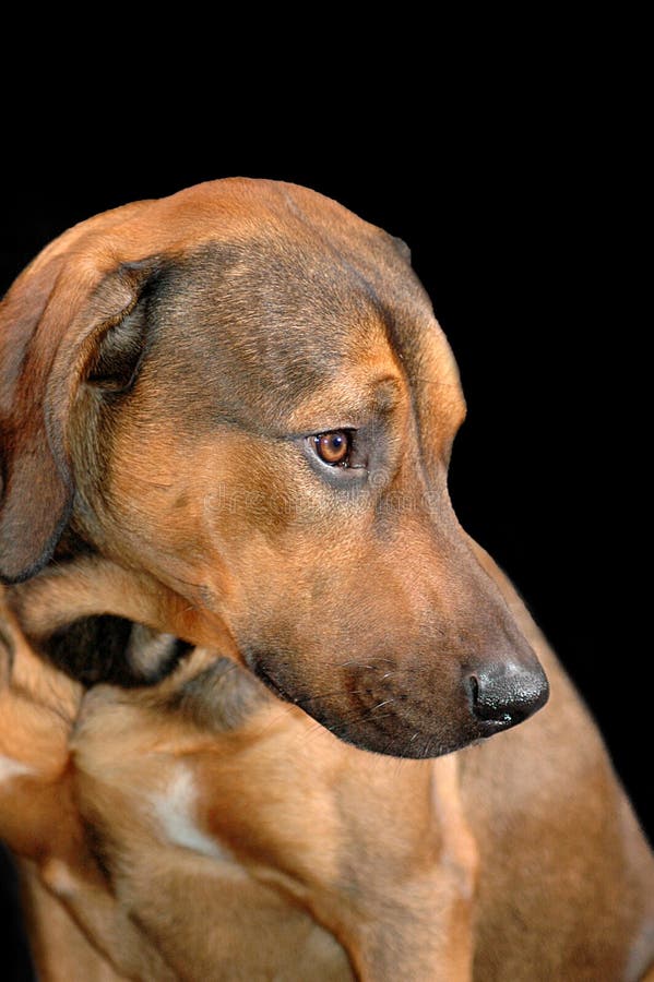 Portrait of a young Rhodesian Ridgeback on black royalty free stock images Portrait of a young Rhodesian Ridgeback on black royalty free stock images