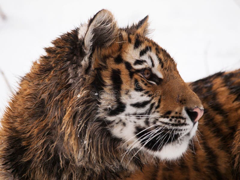 Portrait of young siberian tiger - Panthera tigris altaica