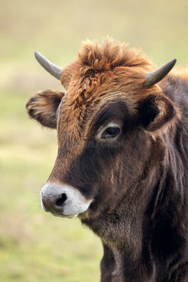 Retrato joven toro una vaca de pie en prado.