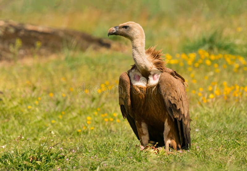 Young of Cinereous Vulture stock image. Image of wing - 110514743