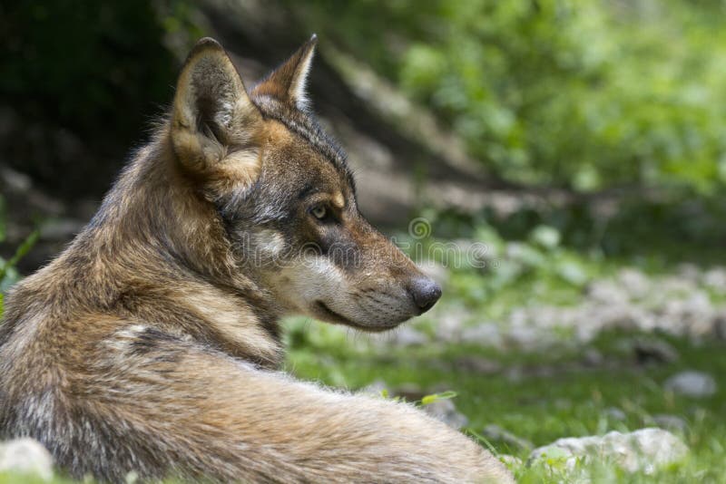 Portrait of young wolf