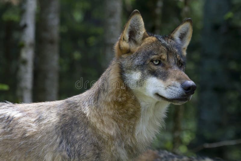 Portrait of young wolf in the woods