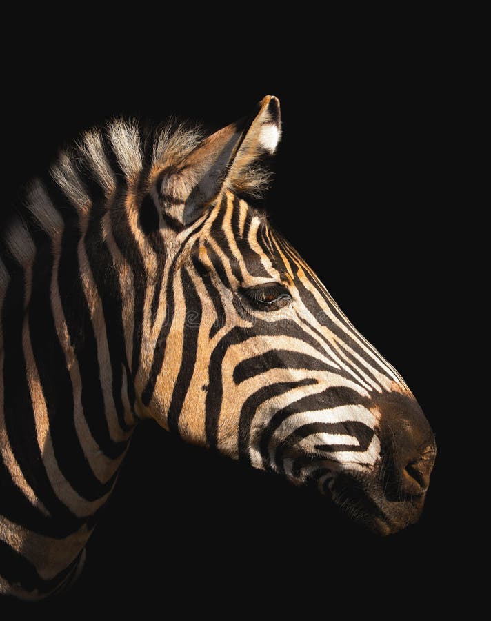 Portrait Zebra on the Black Background Stock Image Image of mountains