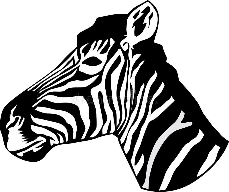 Portrait of a Zebra head stock vector. Illustration of animal 16006004