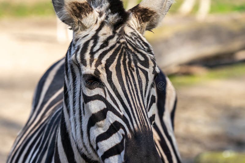 Portrait of a zebra, scientific name Equus zebra from the front view stock photo Portrait of a zebra, scientific name Equus zebra from the front view stock photo