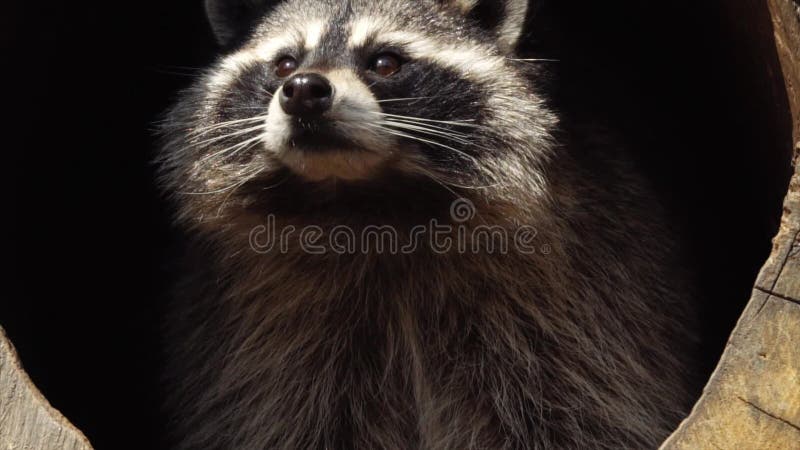 Portrait étroit de raton laveur nord-américain mignon en Primorsky Safari Park, Russie banque de vidéos