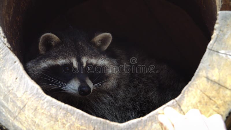 Portrait étroit de raton laveur nord-américain mignon en Primorsky Safari Park, Russie banque de vidéos