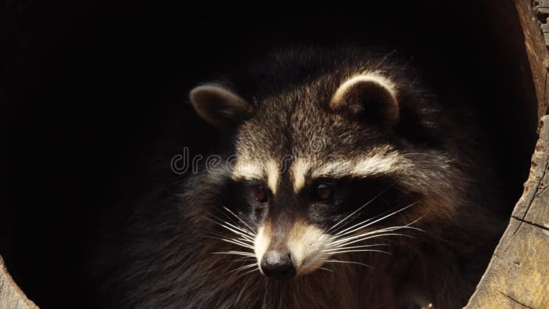 Portrait étroit de raton laveur nord-américain mignon en Primorsky Safari Park, Russie clips vidéos