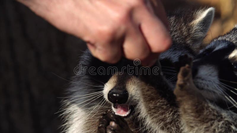 Portrait étroit des ratons laveurs mignons prenant des écrous de gardien du zoo en Safari Park, Russie banque de vidéos