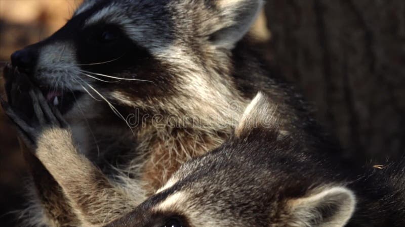Portrait étroit des ratons laveurs mignons prenant des écrous de gardien du zoo en Safari Park, Russie banque de vidéos