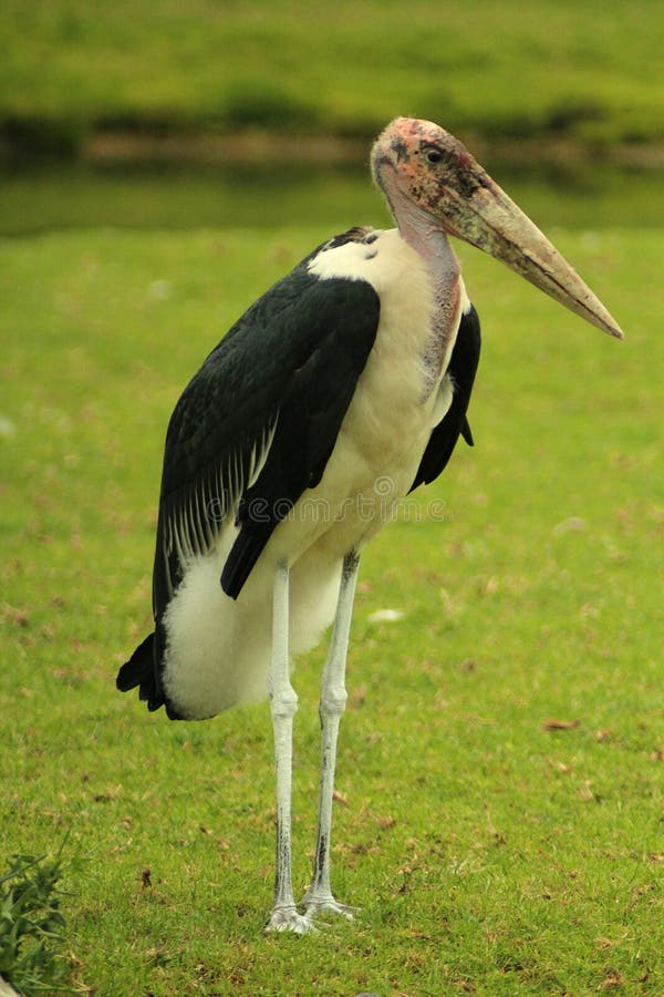 Portrait of a marabu Leptoptilos crumenifer, African scavenger stock photos Portrait of a marabu Leptoptilos crumenifer, African scavenger stock photos