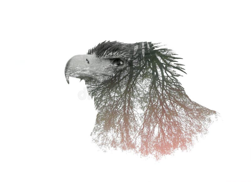 Portraits de double exposition d'Eagle photo stock Portraits de double exposition d'Eagle photo stock