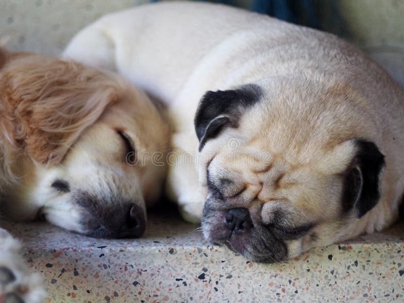 fluffy fat dogs