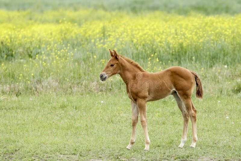 Portraiture of a cute pony