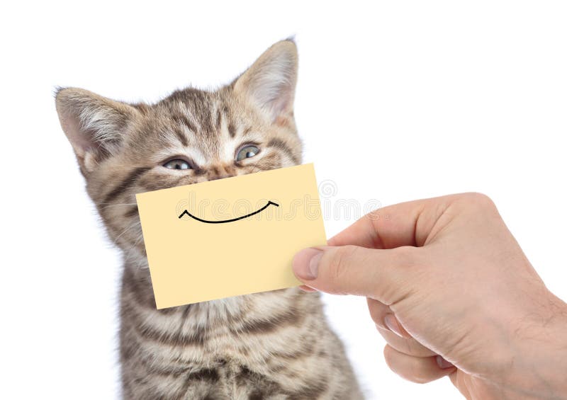 Portret amuzant de pisică tânără, cu zâmbet pe cartonul galben, izolat pe alb royalty free stock photos