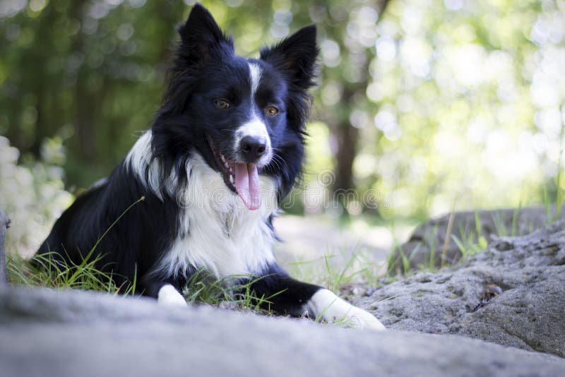 Portret Border collie szczeniak relaksuje wśród skał obrazy stock Portret Border collie szczeniak relaksuje wśród skał obrazy stock