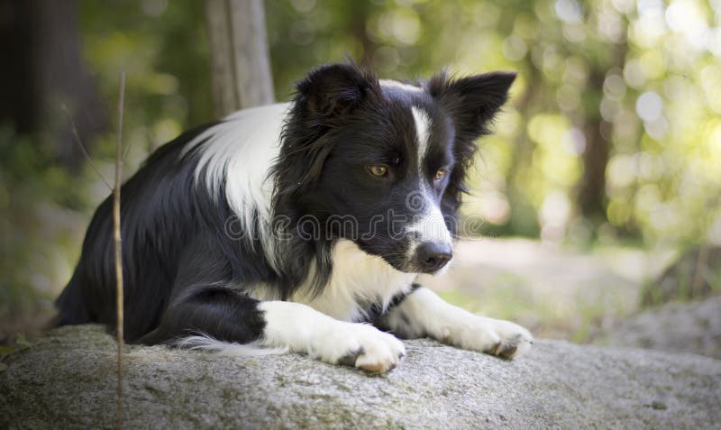 Portret Border collie szczeniak relaksuje wśród skał fotografia stock Portret Border collie szczeniak relaksuje wśród skał fotografia stock