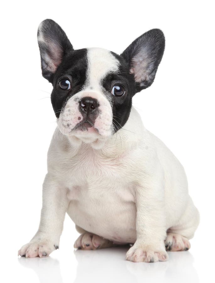 Portret buldog francez stock photos
