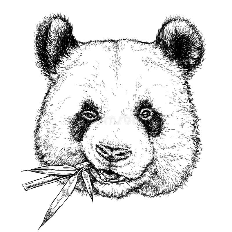Portret desenat manual al unui panda amuzant cu ramură de bambus. ilustrație vectorială izolată pe alb royalty free illustration