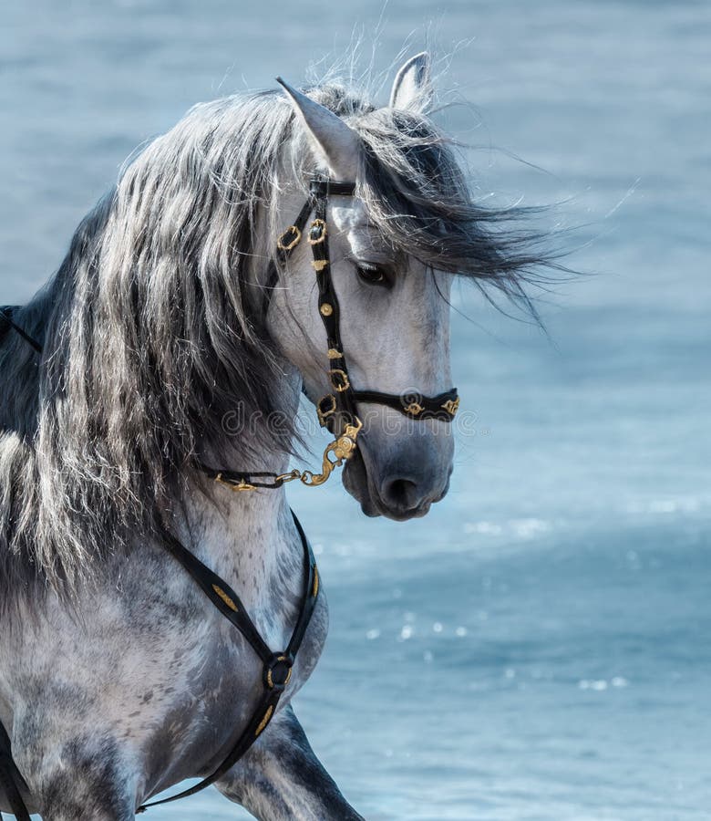 Portret dicht omhoog Spaans rasecht grijs paard met lange manen royalty-vrije stock fotografie Portret dicht omhoog Spaans rasecht grijs paard met lange manen royalty-vrije stock fotografie
