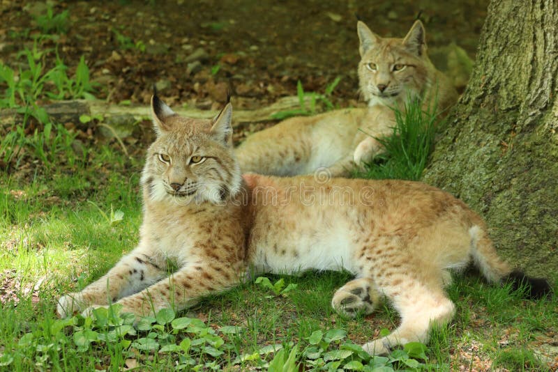 Portret die van Europese Lynx twee onder een boom liggen royalty-vrije stock afbeeldingen Portret die van Europese Lynx twee onder een boom liggen royalty-vrije stock afbeeldingen