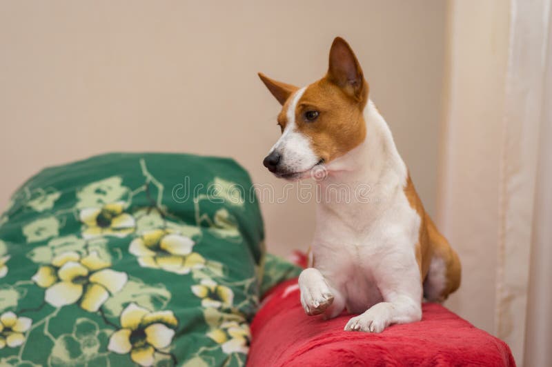 Portret die van koninklijke basenji op rode sprei liggen en zijn poot voor voldoende kus geven stock fotografie Portret die van koninklijke basenji op rode sprei liggen en zijn poot voor voldoende kus geven stock fotografie