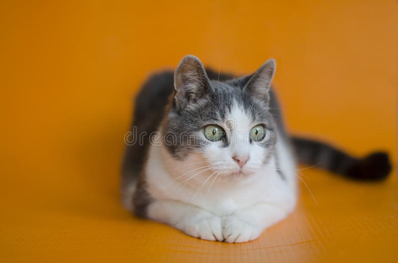 Portret do ` s do gato O gato é o gato que olha fixamente em algo imagem de stock Portret do ` s do gato O gato é o gato que olha fixamente em algo imagem de stock
