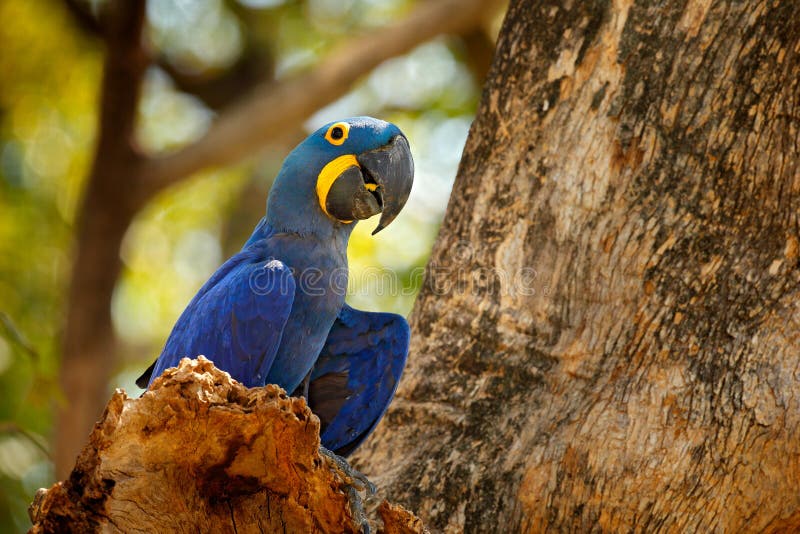 Portret duża błękitna papuga, Pantanal, Brazylia, Ameryka Południowa Piękny rzadki ptak w natury siedlisku Przyroda Boliwia, ara zdjęcie stock