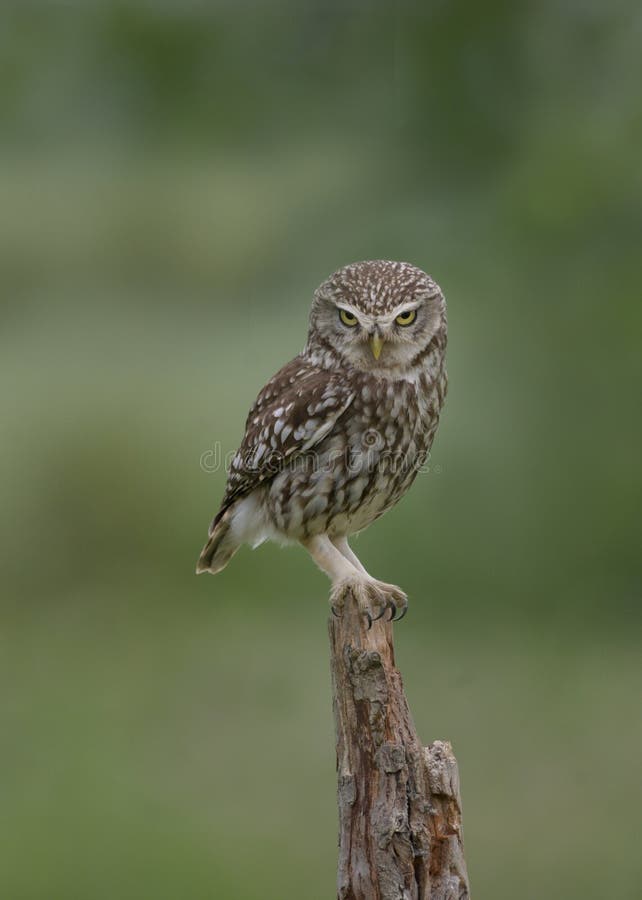 Portret dzikiej sowy obraz royalty free