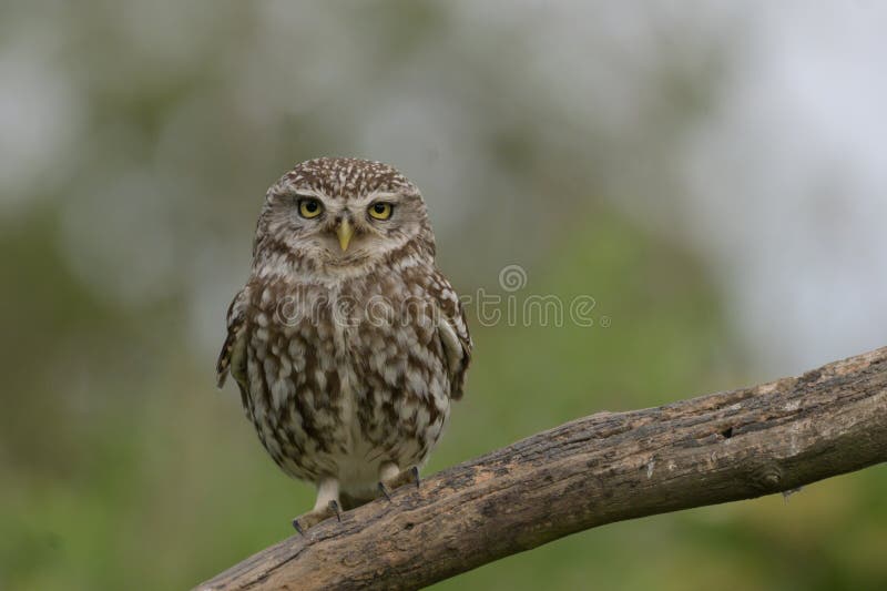 Portret dzikiej sowy zdjęcie royalty free