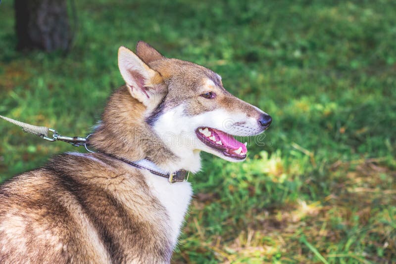 Portret een hond van Siberische laikaclose-up van het rassenwesten in profile_ stock foto's Portret een hond van Siberische laikaclose-up van het rassenwesten in profile_ stock foto's