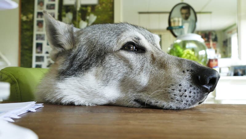 Portret eines faulen wolfdog, das in seinem aufpassenden Fernsehen des Stuhls liegt lizenzfreies stockbild Portret eines faulen wolfdog, das in seinem aufpassenden Fernsehen des Stuhls liegt lizenzfreies stockbild