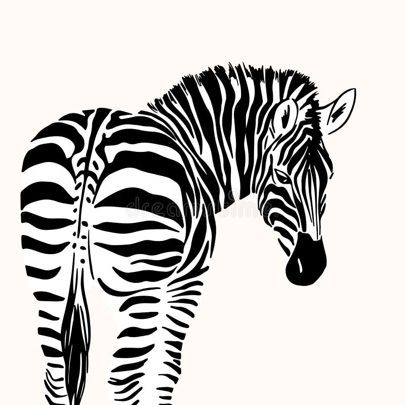 Portret graficzny zebry wyizolowanej na białej ilustracji wektora tła do drukowania. ilustracja wektor