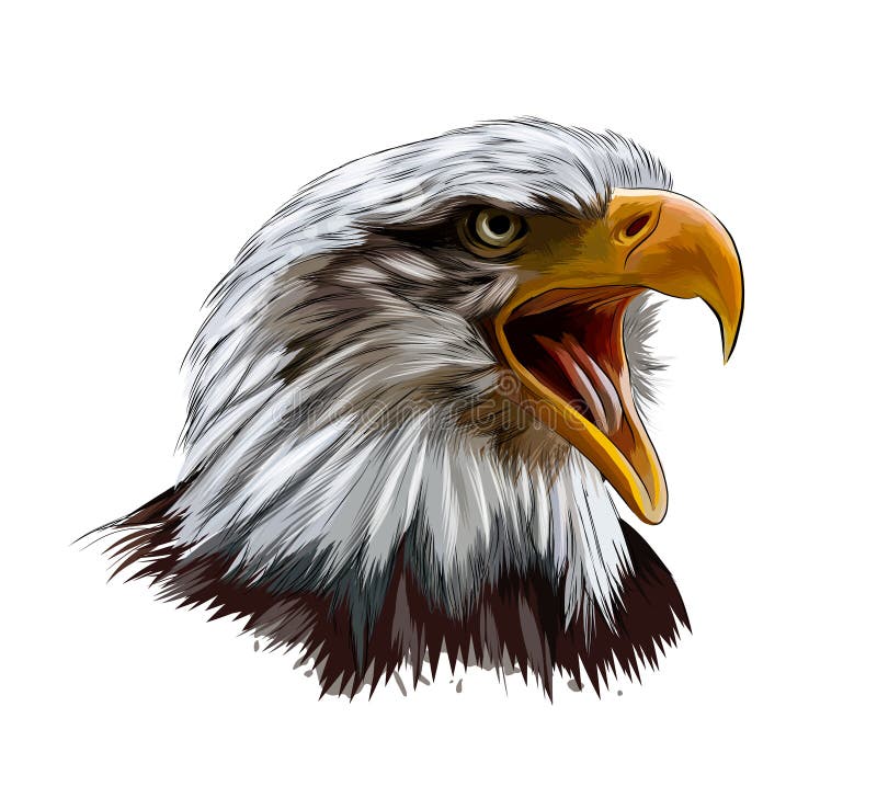 Portret głowy orła łysiego z odcienia koloru wodnego rysunek realistyczny