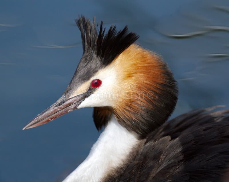 Portret het kuif van de fuut (podiceps cristatus) eend royalty-vrije stock afbeelding Portret het kuif van de fuut (podiceps cristatus) eend royalty-vrije stock afbeelding