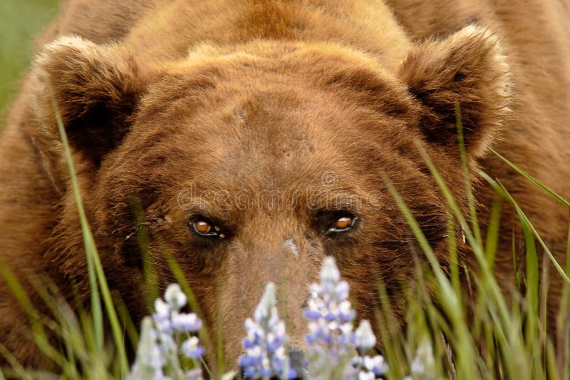 Alaskan Grizzly Bear peeking through Arctic Lupine. Alaskan Grizzly Bear peeking through Arctic Lupine