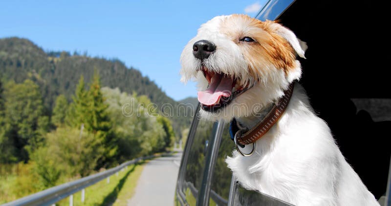 Portret jack russell terrier olha pela janela aberta do carro.