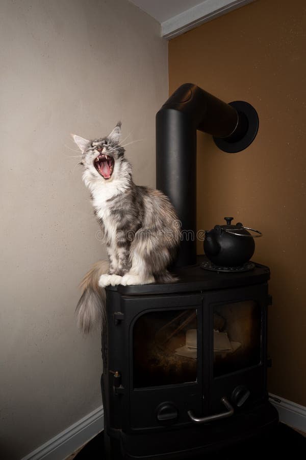 Portret kota z kotka z karoserii, który siedzi na kominku