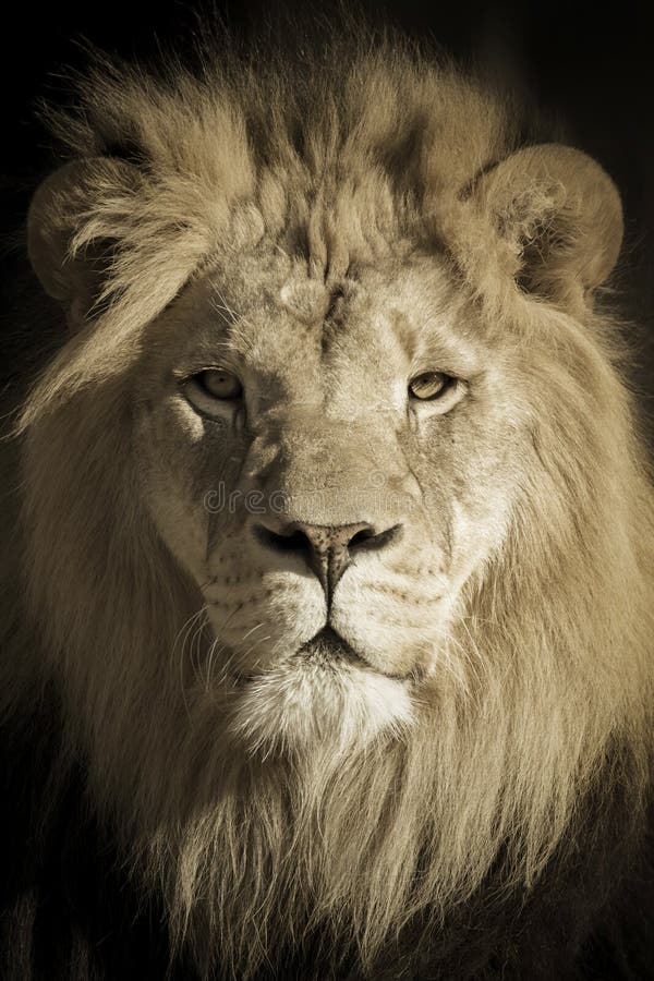 Portret królewiątko afrykanina lew
