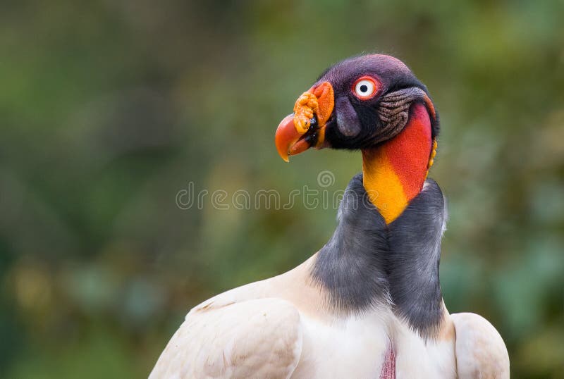 Portret królewiątko sęp zdjęcie royalty free Portret królewiątko sęp zdjęcie royalty free