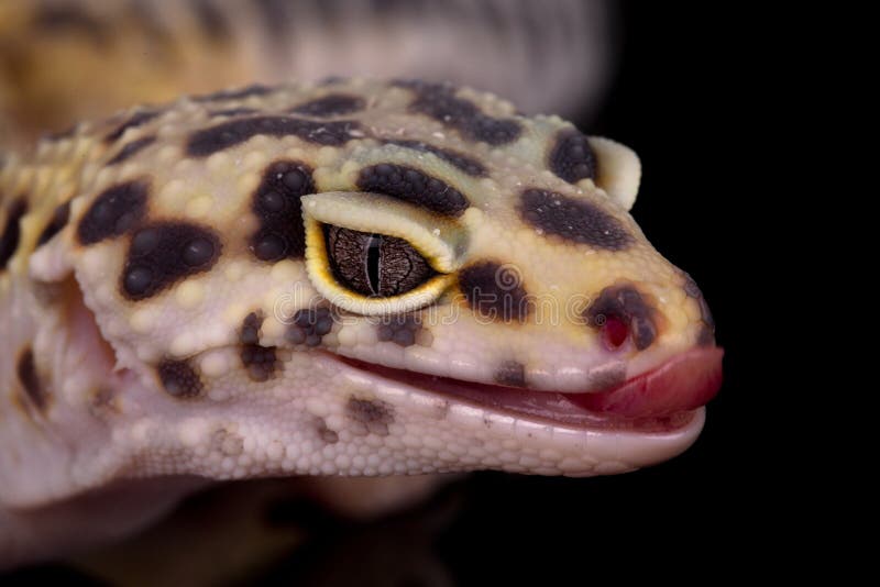 Side portrait of leopard gecko with black background. Side portrait of leopard gecko with black background.