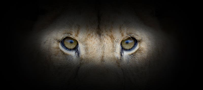 Portret lionowy na czarnym tle zdjęcia stock