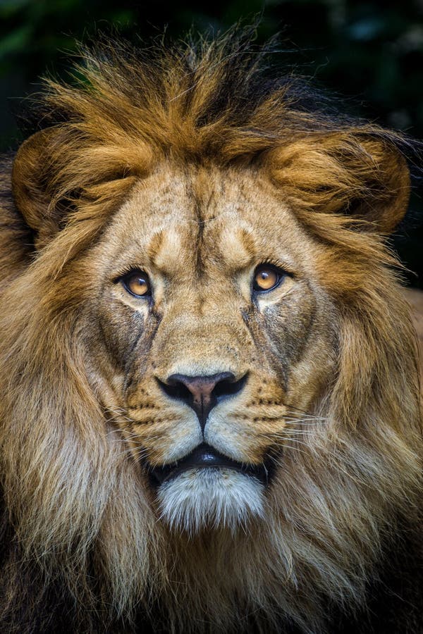 Portret lionowy w zoo obraz stock