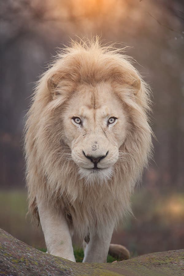 Portret lwa obrazy royalty free